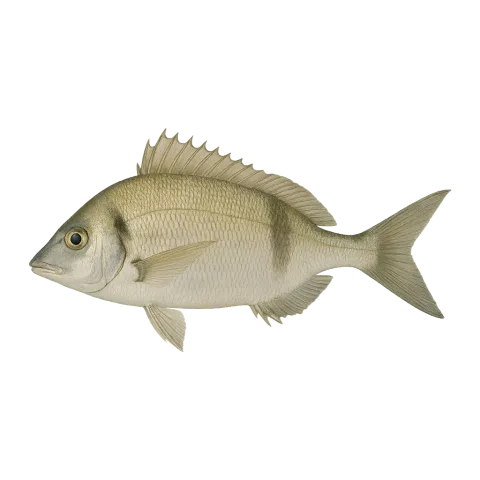 Зубарик (морський карась гостроносий)
