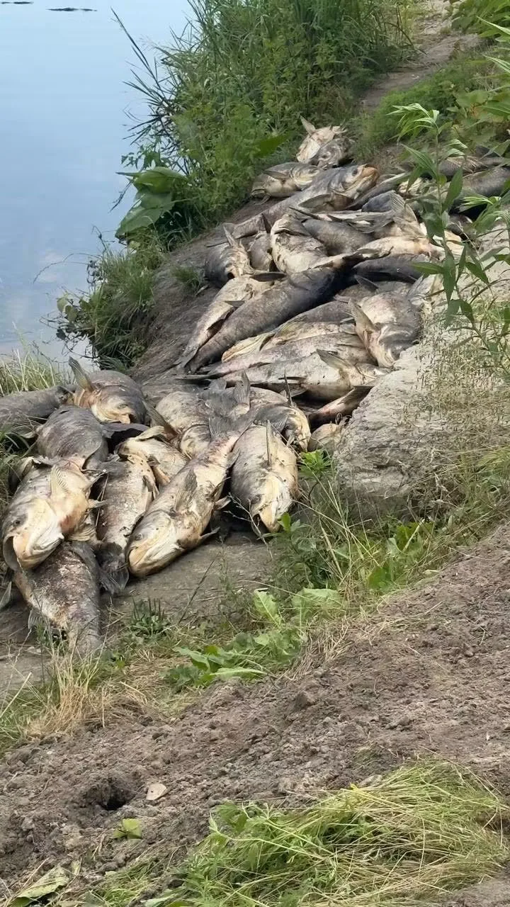 Rybalka Club · Редакція